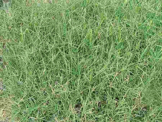 Cynoden Grass